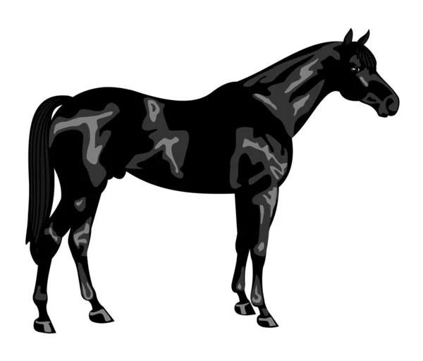Race de cheval pur-sang de chevaux — Image vectorielle