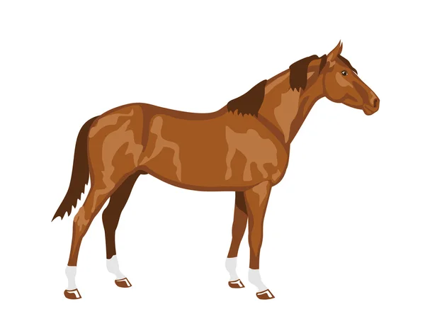 Donskaya raza de caballos — Vector de stock