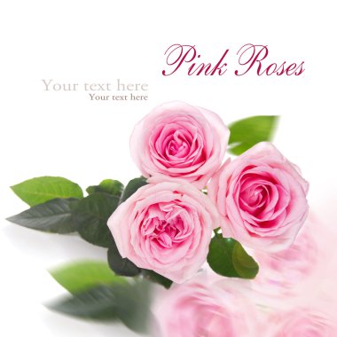 Beyaz arkaplanda pembe güller