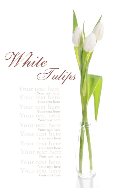 Bukett med vita tulpaner över vita — Stockfoto