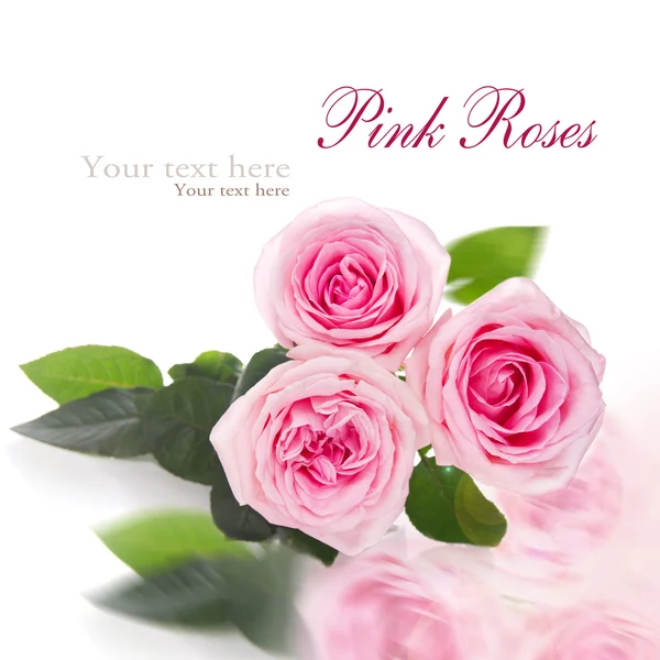 Beyaz arkaplanda pembe güller