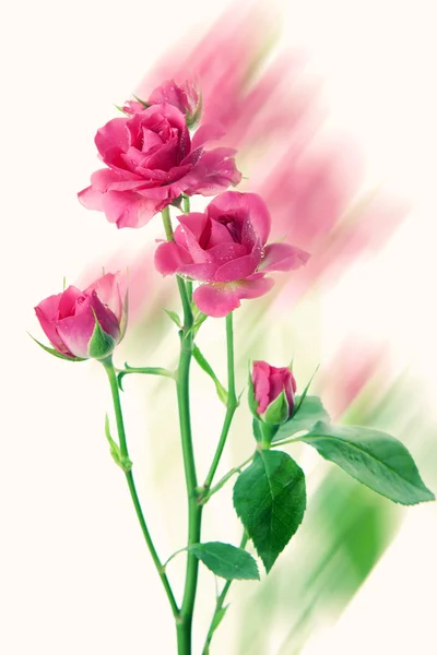 Pink roses — Stock Photo, Image