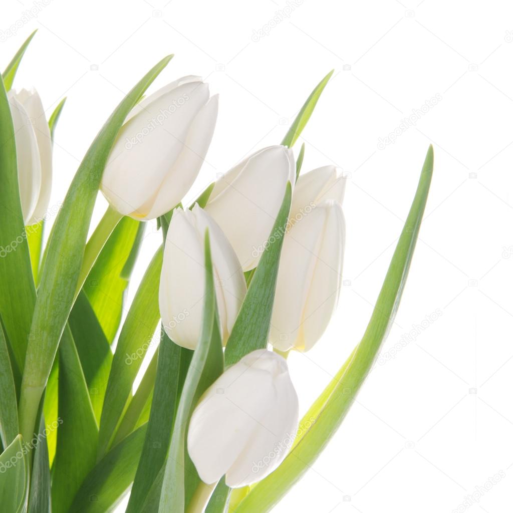 Bouquet of white tulips over white
