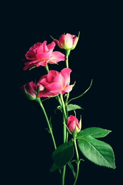 Rosa Rosen auf schwarzem Hintergrund — Stockfoto