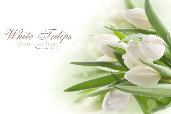 Strauß weißer Tulpen — Stockfoto
