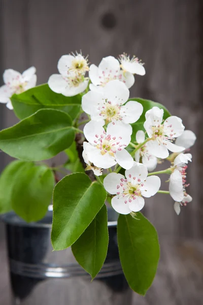 Flor de árbol de primavera — Foto de Stock