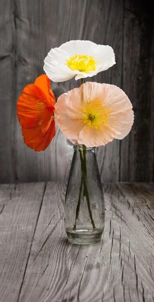 Ramo de amapolas de colores en la mesa de madera — Foto de Stock