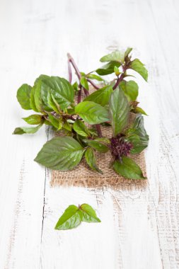 taze fesleğen yaprağı