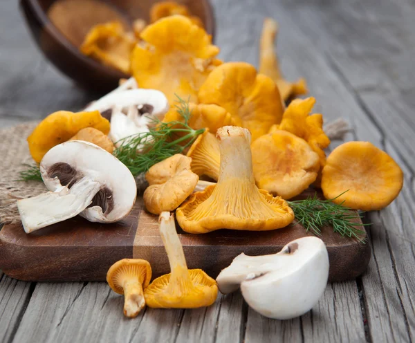 Mushrooms — Stock Photo, Image