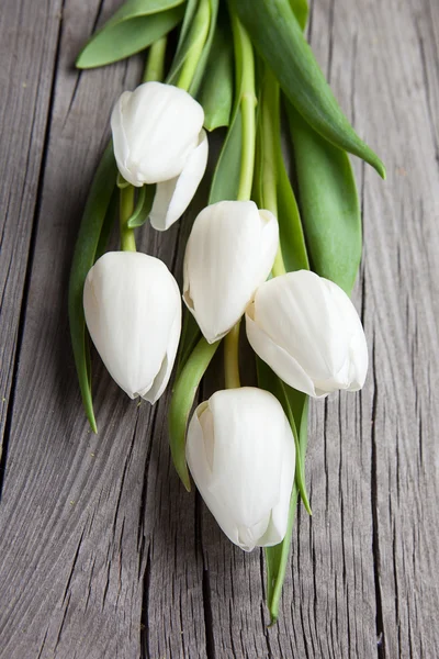 Tulipanes blancos — Foto de Stock