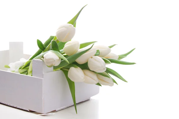 White tulips — Stock Photo, Image