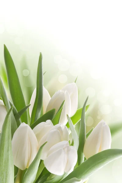 White tulips — Stock Photo, Image