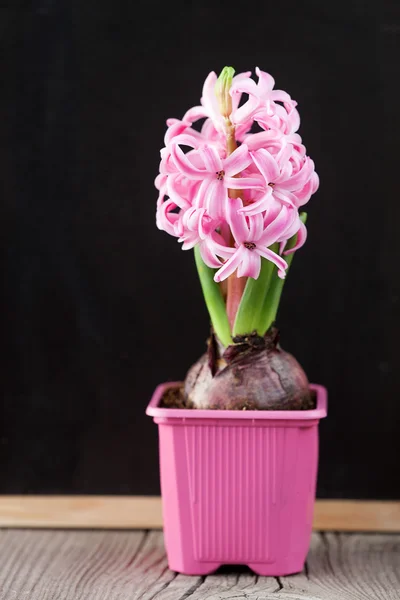 Весенний цветок гиацинта — стоковое фото