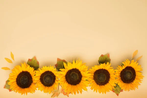 Belos Girassóis Frescos Com Folhas Fundo Amarelo Deitado Plano Vista — Fotografia de Stock