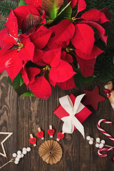 Tarjeta Vacaciones Flor Roja Poinsettia Decoraciones Navidad Cajas Regalo Bastones —  Fotos de Stock