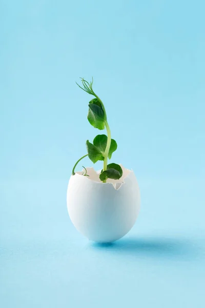 Vida Semana Santa Concepto Mínimo Brote Verde Fresco Huevo Blanco — Foto de Stock