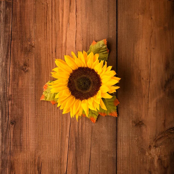 Autumn Holiday Greeting Card Beautiful Fresh Sunflowers Leaves Rustic Wooden — Zdjęcie stockowe