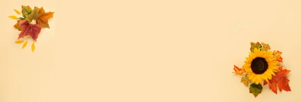 Όμορφα Φρέσκα Ηλιοτρόπια Φύλλα Κίτρινο Φόντο Επίπεδη Θέα Φθινόπωρο Ημέρα — Φωτογραφία Αρχείου