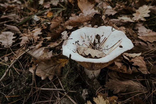 Μεγάλο Λευκό Μανιτάρι Γάλα Στο Δάσος Φθινόπωρο — Φωτογραφία Αρχείου