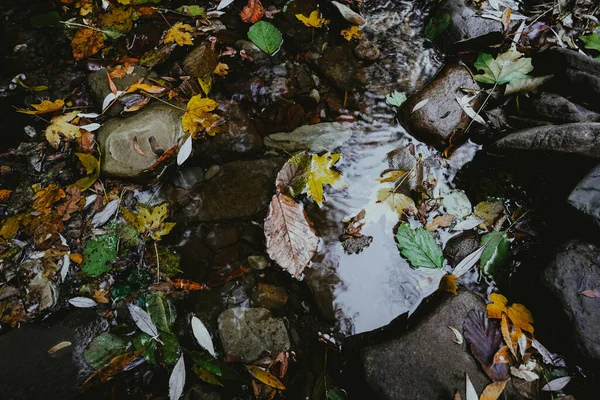 Μικρό Ποτάμι Στο Φθινόπωρο Δάσος Πτώση Φωτεινό Φύλλωμα Φθινόπωρο Ώρα — Φωτογραφία Αρχείου