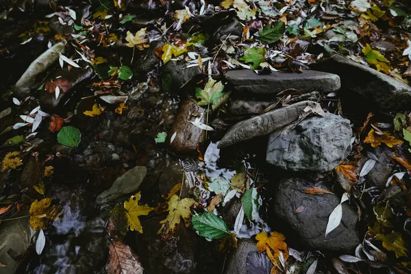Μικρό Ποτάμι Στο Φθινόπωρο Δάσος Πτώση Φωτεινό Φύλλωμα Φθινόπωρο Ώρα — Φωτογραφία Αρχείου