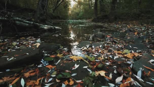 Невелика Річка Осінньому Лісі Падіння Яскравого Листя Осінній Час — стокове відео