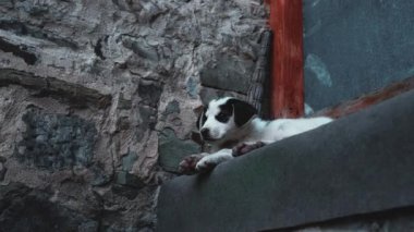 Köpek yavrusu 4K 'da kapının yanında yatıyor.