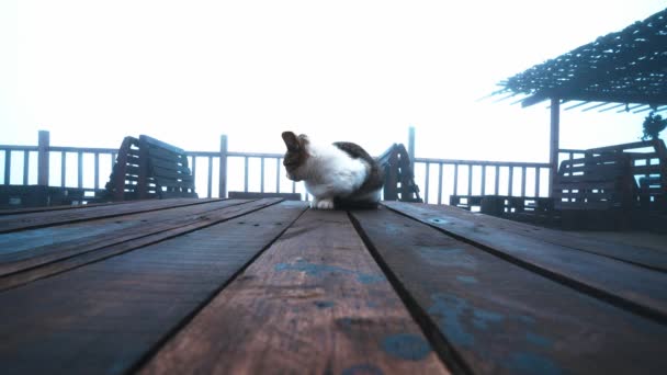 小猫咪坐在木凳上4K — 图库视频影像