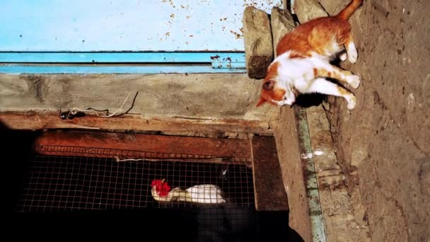 猫は鶏と鶏を見る 農場動物4 — ストック動画