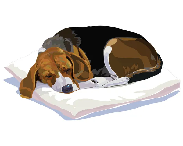 Beagle addormentato — Foto Stock