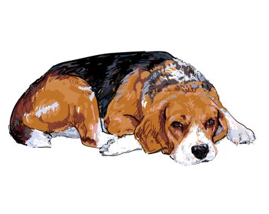 Beagle dinlenme