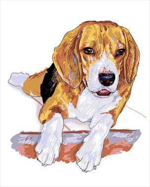 Restung beagle