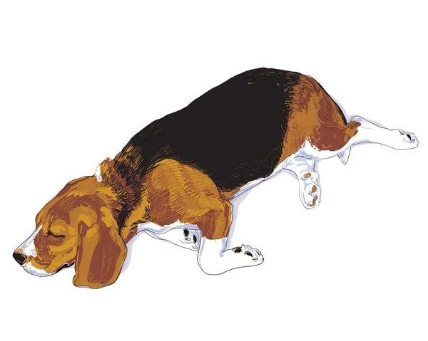Beagle durmiente — Archivo Imágenes Vectoriales