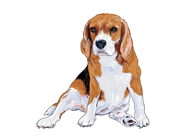 Beagle sentado —  Vetores de Stock