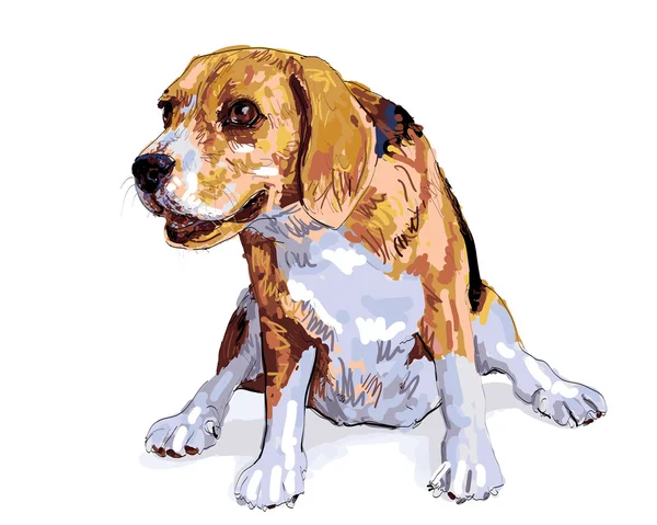 Funny pose of beagle — Stock Vector