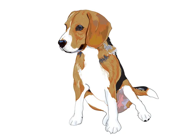 ᐈ Beagle cute puppies stock images, Royalty Free beagle puppy pictures ...