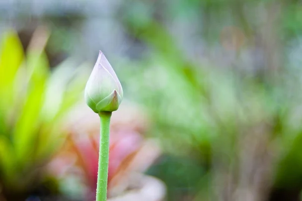 Lotus på levande oskärpa bakgrund — Stockfoto