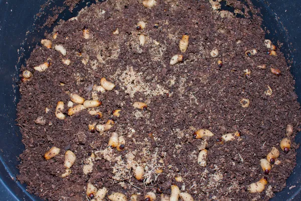 Las larvas neonatas —  Fotos de Stock