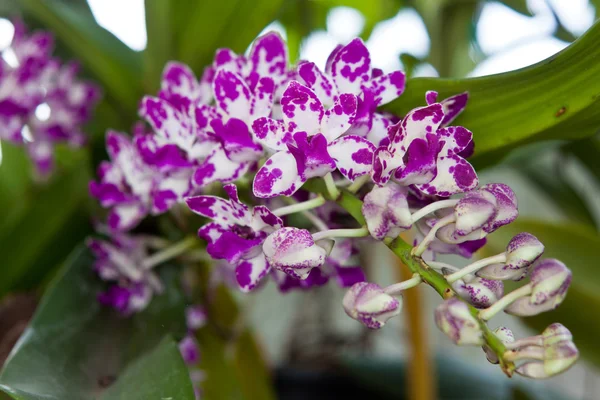 Orquídea — Fotografia de Stock