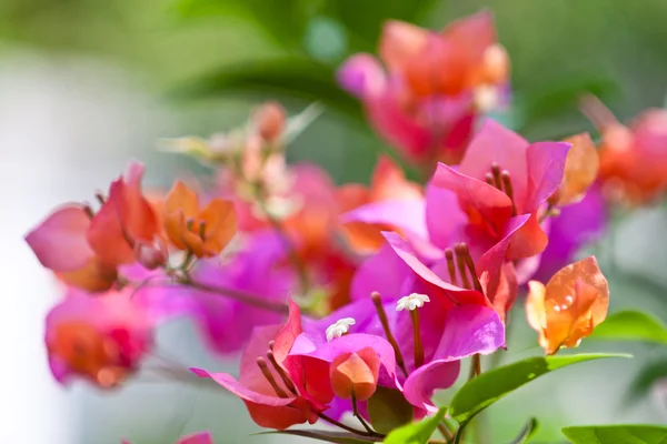 Bougainvillea flower — Stock Photo, Image