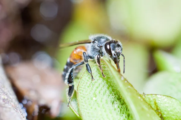 Arbetande bi — Stockfoto