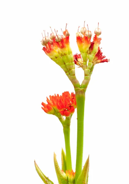 Kaktus w kwiat — Zdjęcie stockowe