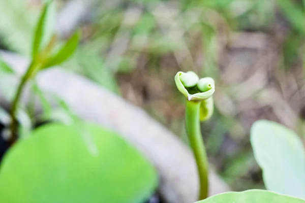 Lotus yaprağı şeklinde yılan — Stok fotoğraf