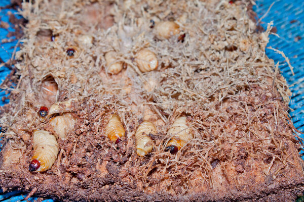 Red palm weevil grub