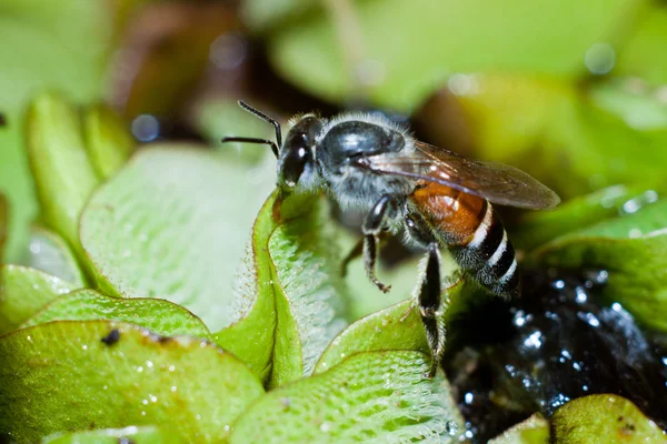 Arbetande bi — Stockfoto