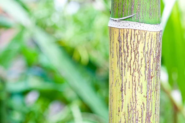 Ствол пальмы — стоковое фото