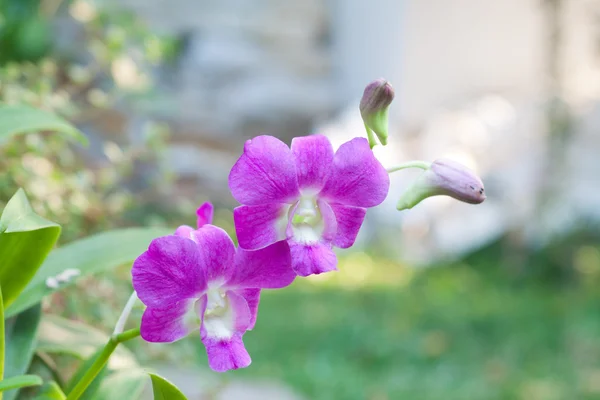 Orchid — Stock Photo, Image