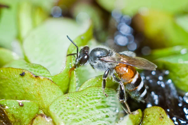 Робоча Бджола — стокове фото