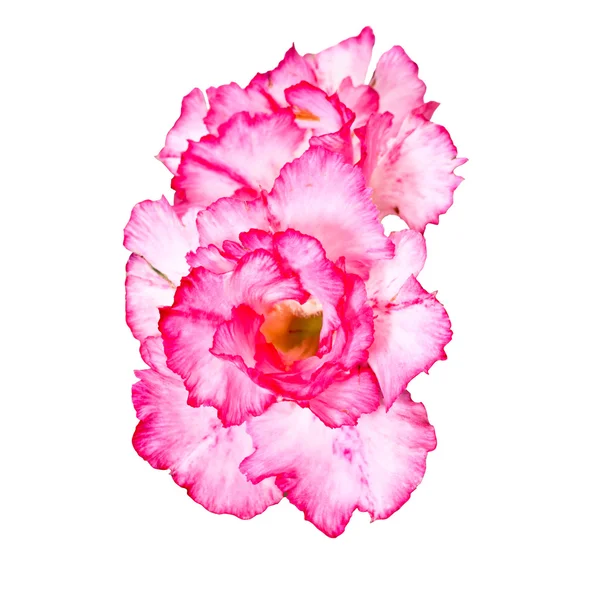 Pouštní růže — Stock fotografie