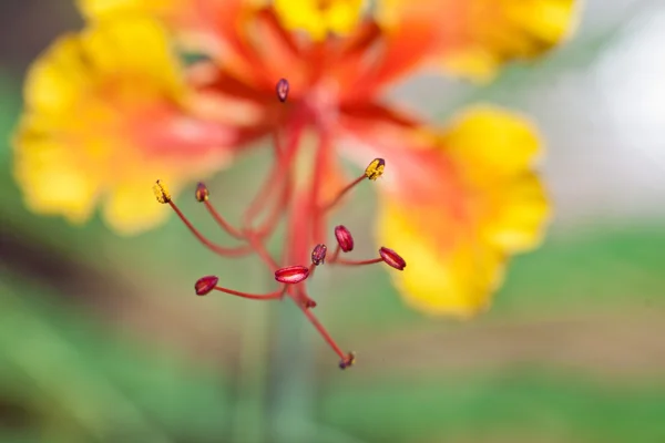 Fleur de paon — Photo